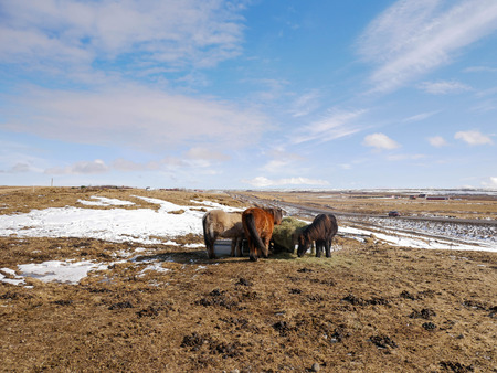 Horse near The Great Geysir at Icelandの写真素材