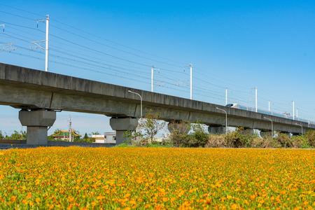 Wild flower bloom with Taiwan Highspeed Rail behind at Yang Mei, Taiwanのeditorial素材