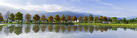 Taxodium distichum in fall color with red, orange leaves and reflection at lakeの写真素材