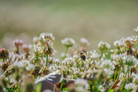 Close up shot of Trifolium repens blossom and beeの写真素材