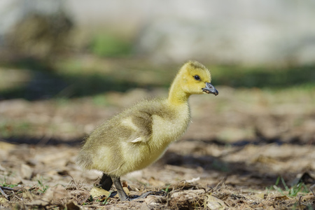 Canada Goose baby walking around in a public parkの写真素材