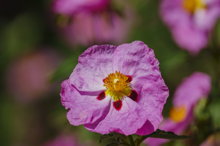 Close up shot of purple Cistus ladanifer blossomの写真素材
