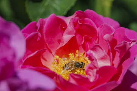 Close up shot of beautiful rose blossom in a gardenの写真素材