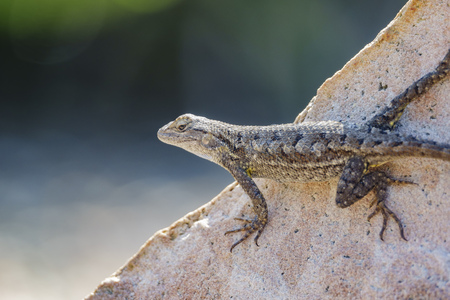 Close up shot of a beautiful Lizzardの写真素材
