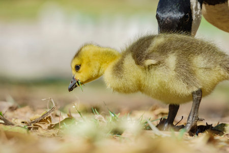 Canada Goose and it's baby seeking foodの写真素材