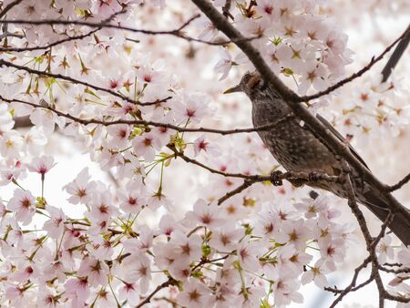 Brown-eared bulbul perched on a cherry blossom tree at Busan, South Koreaの写真素材