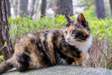 Close up shot of a beautiful wild cat at Busan, South Korea