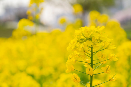 Close up shot of rape flower blossom at Busan, South Korea