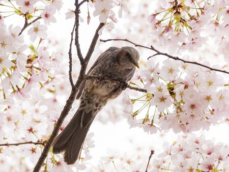 Brown-eared bulbul perched on a cherry blossom tree at Busan, South Koreaの写真素材