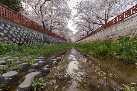 Cherry tree blossom and Jinhae Gunhangje Festival at Busan, South Koreaの写真素材
