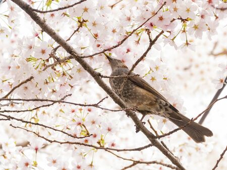 Brown-eared bulbul perched on a cherry blossom tree at Busan, South Koreaの写真素材