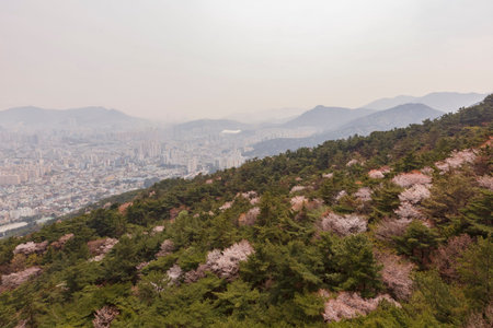 Aerial view of the Busan downtown cityscape with cherry tree blossom at Geumggan Park, Busan, South...