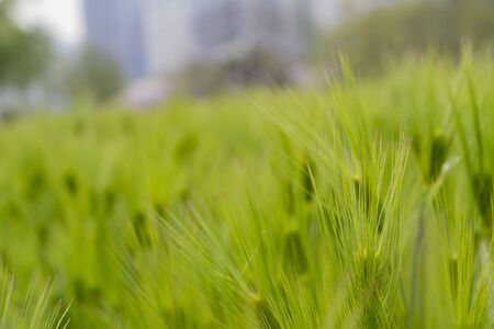 Close up shot of green grass at Busan, South Koreaの写真素材