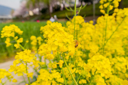 Close up shot of a bee working on rape flower at Busan, South Korea