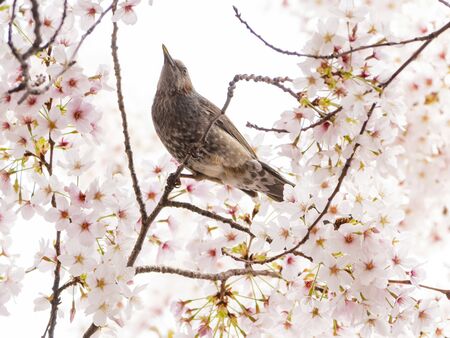 Brown-eared bulbul perched on a cherry blossom tree at Busan, South Koreaの写真素材