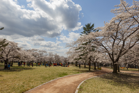 cherry tree blossom around the famous Bulguksa temple at Busan, South Koreaのeditorial素材