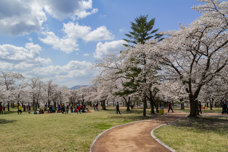 Beautiful cherry tree blossom around the famous Bulguksa temple at Busan, South Koreaのeditorial素材