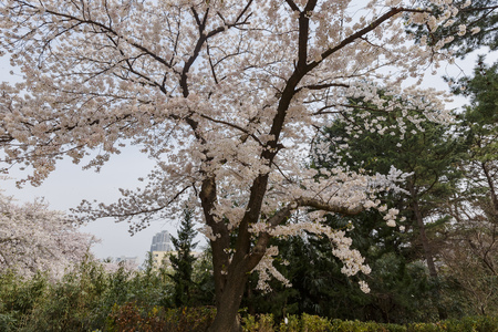 Beautiful cherry tree blossom in Geumgang Park at Busan, South Koreaのeditorial素材