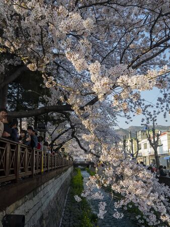 Busan, APR 3: Cherry tree blossom and Jinhae Gunhangje Festival on APR 3, 2014 at Busan, South Koreaのeditorial素材