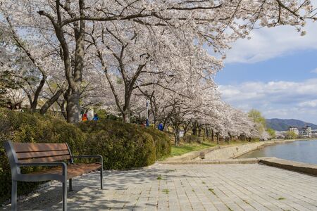 Busan, APR 4: Beautiful cherry tree blossom around the famous Bomun Lake on APR 4, 2014 at Busan, South Koreaのeditorial素材