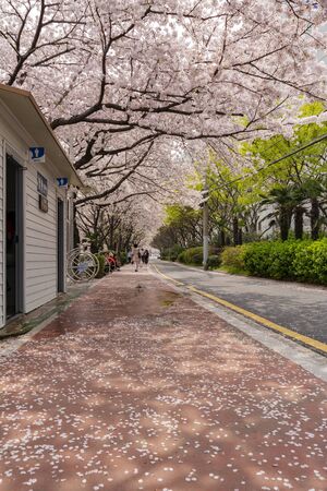 Busan, APR 2: Road with many cherry flower petal on APR 2, 2014 at Busan, South Koreaのeditorial素材
