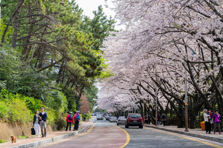 Busan, APR 4: Cherry tree blossom in the famous Haeundae District on APR 4, 2014 at Busan, South Koreaのeditorial素材