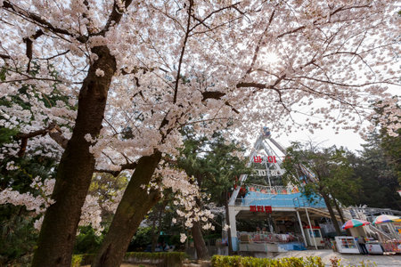 Busan, APR 2: Beautiful cherry tree blossom in Geumgang Park on APR 2, 2014 at Busan, South Koreaのeditorial素材