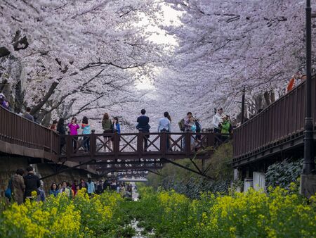 Busan, APR 3: Cherry tree blossom and Jinhae Gunhangje Festival on APR 3, 2014 at Busan, South Koreaのeditorial素材
