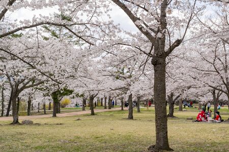 Busan, APR 4: Beautiful cherry tree blossom around the famous Bulguksa temple on APR 4, 2014 at Busan, South Koreaのeditorial素材