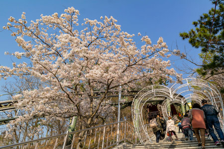 Busan, APR 3: Cherry tree blossom and Jinhae Gunhangje Festival on APR 3, 2014 at Busan, South Koreaのeditorial素材