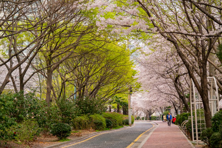 Busan, APR 2: Beautiful cherry tree blossom on APR 2, 2014 at Busan, South Koreaのeditorial素材