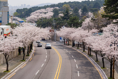 Busan, APR 2: Beautiful cherry tree blossom in Geumgang Park on APR 2, 2014 at Busan, South Korea