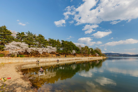 Busan, APR 4: Beautiful cherry tree blossom around the famous Bomun Lake on APR 4, 2014 at Busan,...