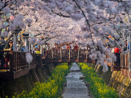 Busan, APR 3: Cherry tree blossom and Jinhae Gunhangje Festival on APR 3, 2014 at Busan, South Koreaのeditorial素材
