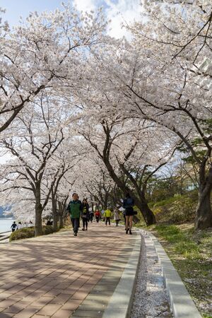 Busan, APR 4: Beautiful cherry tree blossom around the famous Bomun Lake on APR 4, 2014 at Busan, South Koreaのeditorial素材