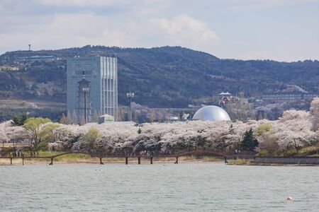 Busan, APR 4: Beautiful cherry tree blossom around the famous Bomun Lake on APR 4, 2014 at Busan, South Koreaのeditorial素材