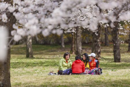 Busan, APR 4: Beautiful cherry tree blossom around the famous Bulguksa temple on APR 4, 2014 at Busan, South Koreaのeditorial素材