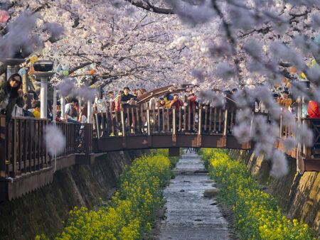 Busan, APR 3: Cherry tree blossom and Jinhae Gunhangje Festival on APR 3, 2014 at Busan, South Koreaのeditorial素材