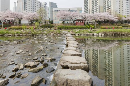 Busan, APR 2: Beautiful cherry tree blossom with reflection on Dongrae road on APR 2, 2014 at Busan, South Koreaのeditorial素材