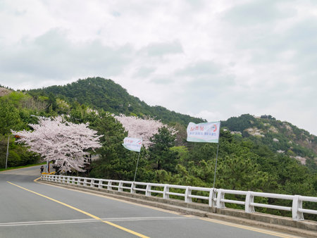 Busan, APR 4: Cherry tree blossom in the famous Haeundae District on APR 4, 2014 at Busan, South Koreaのeditorial素材