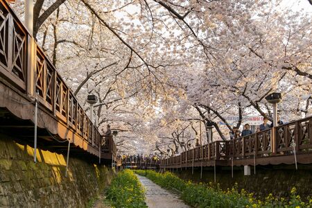 Busan, APR 3: Cherry tree blossom and Jinhae Gunhangje Festival on APR 3, 2014 at Busan, South Koreaのeditorial素材