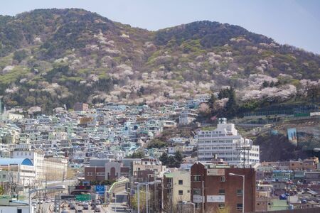 Busan, APR 2: Aerial view of the cityscape with cherry tree blossom on APR 2, 2014 at Busan, South Koreaのeditorial素材