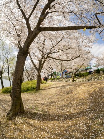 Busan, APR 4: Beautiful landscape around the famous Bomun Lake on APR 4, 2014 at Busan, South Koreaのeditorial素材