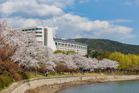 Busan, APR 4: Beautiful cherry tree blossom around the famous Bomun Lake on APR 4, 2014 at Busan,...
