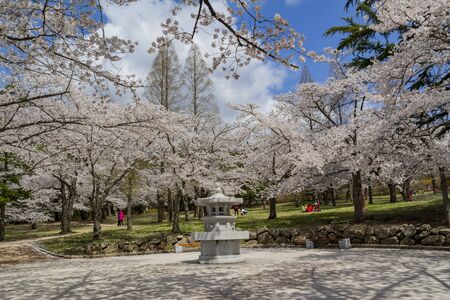 Busan, APR 4: Beautiful cherry tree blossom around the famous Bulguksa temple on APR 4, 2014 at Busan, South Koreaのeditorial素材