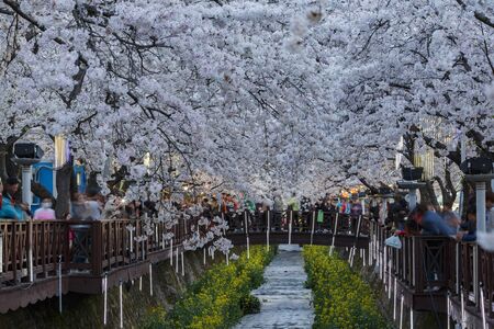 Busan, APR 3: Cherry tree blossom and Jinhae Gunhangje Festival on APR 3, 2014 at Busan, South Koreaのeditorial素材