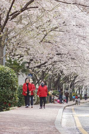 Busan, APR 2: Beautiful cherry tree blossom on APR 2, 2014 at Busan, South Koreaのeditorial素材