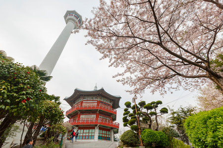 Busan, APR 2: Beautiful cherry tree blossom in Geumgang Park on APR 2, 2014 at Busan, South Korea