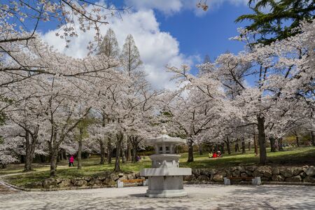 Busan, APR 4: Beautiful cherry tree blossom around the famous Bulguksa temple on APR 4, 2014 at Busan, South Koreaのeditorial素材