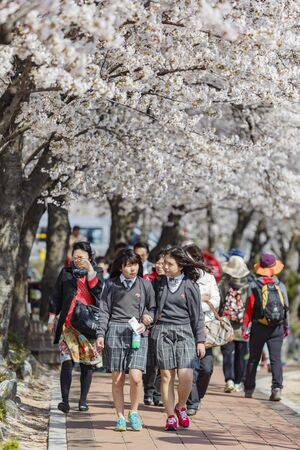 Busan, APR 4: Beautiful cherry tree blossom around the famous Bomun Lake on APR 4, 2014 at Busan, South Koreaのeditorial素材